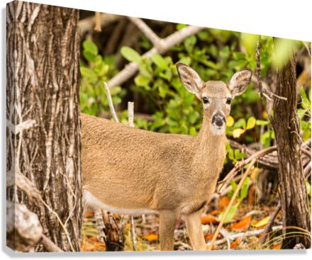 Small Key Deer in woods Florida Keys  Impression sur toile
