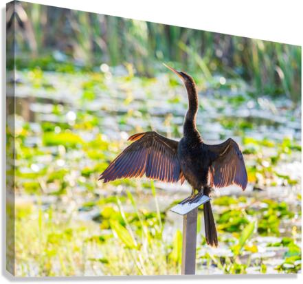 Anhinga bird drying its feathers in Everglades  Canvas Print