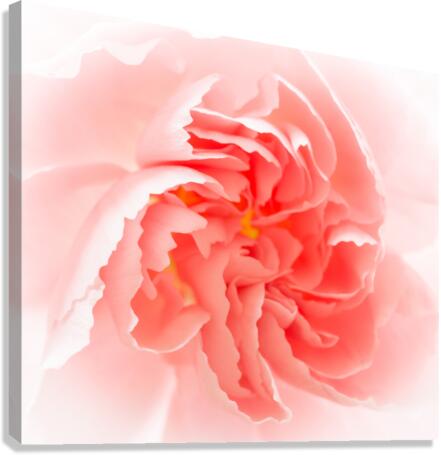 Delicate close up of petals of a carnation  Impression sur toile