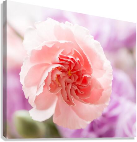Delicate close up of petals of a carnation Canvas Print