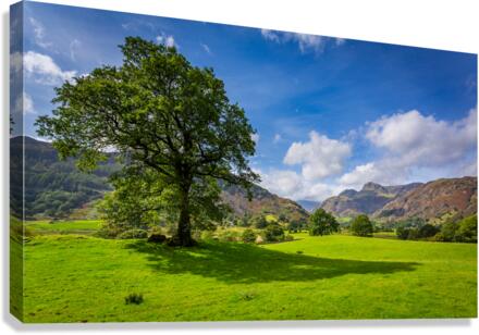Tree with Langdale Pikes in Lake District  Impression sur toile