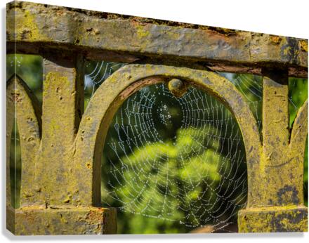 Dew glistening cobweb on gate  Impression sur toile
