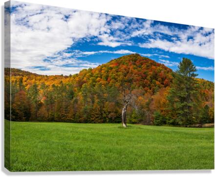Old tree trunk contrasts with vibrant Vermont fall colors Canvas Print