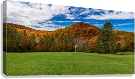 Old tree trunk contrasts with vibrant Vermont fall colors  Canvas Print