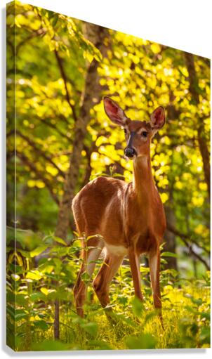 White tailed deer feeds at Big Meadow Canvas Print