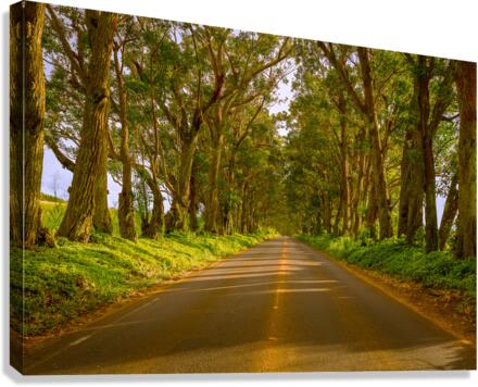 Famous Tree Tunnel of Eucalyptus trees  Impression sur toile