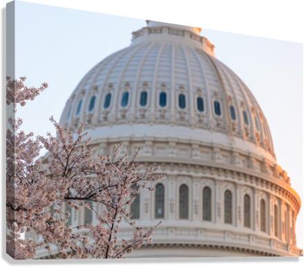 Cherry blossoms by the Capitol dome at dawn  Canvas Print