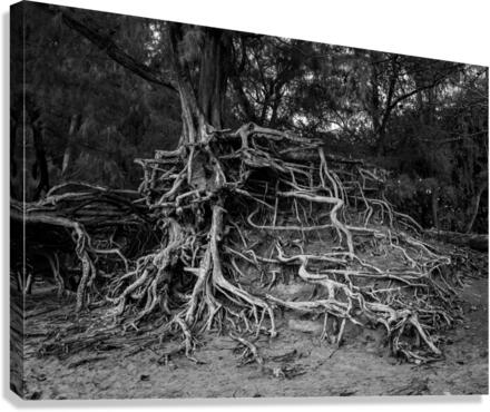 Storm erosion on tree roots at Kee beach  Impression sur toile
