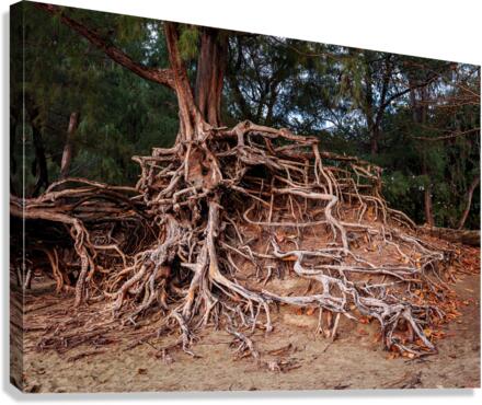 Storm erosion on tree roots at Kee beach  Canvas Print