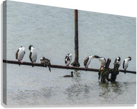 Colony of Imperial Cormorant seabirds in Punta Arenas Chile  Impression sur toile