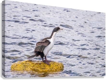 Imperial Cormorant seabird on rock in Punta Arenas Chile  Impression sur toile
