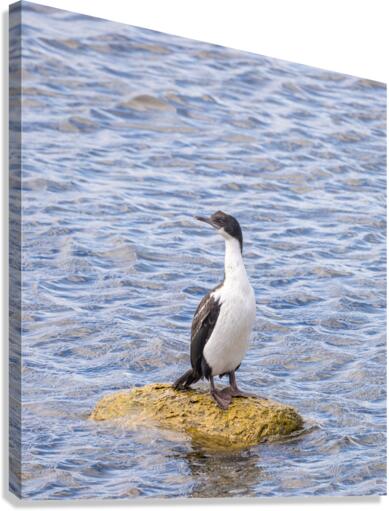 Imperial Cormorant seabird on rock in Punta Arenas Chile  Canvas Print