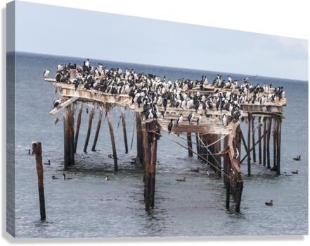 Colony of Imperial Cormorant seabirds in Punta Arenas Chile  Canvas Print