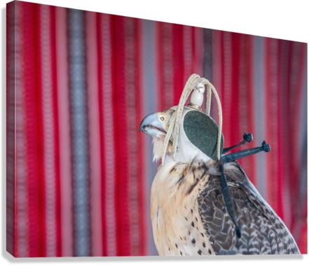 Falcon indoors wearing a leather cap with straps around its neck  Canvas Print