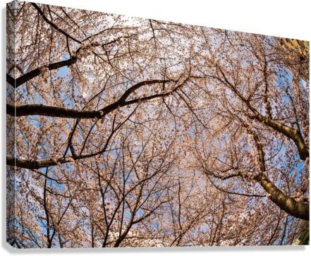 Cherry blossoms over walking trail  by the river in Morgantown W  Canvas Print