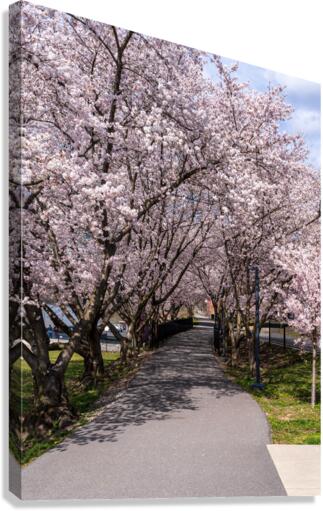 Cherry blossoms over walking trail  by the river in Morgantown W Canvas Print