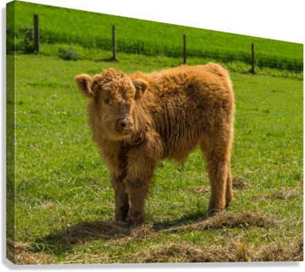 Young male highland calf in meadow facing the camera Canvas Print