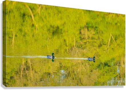 Two ducks floating through reflection of sunlit trees  Impression sur toile