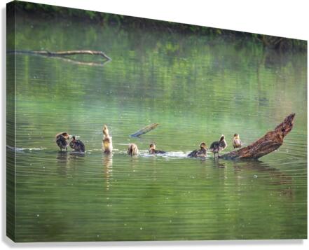 Group of ducklings washing in lake at dusk  Canvas Print