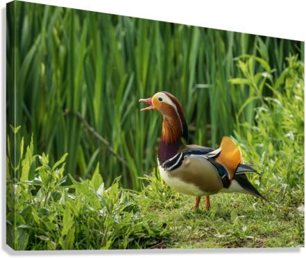 Mandarin Duck on the lakeshore at the Mere in Ellesmere   Canvas Print