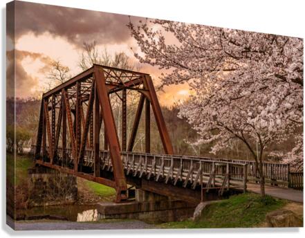 Sunset behind cherry blossoms in Morgantown WV  Canvas Print