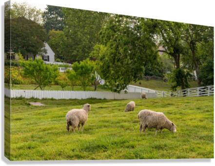Sheep grazing in meadow in Williamsburg Virginia  Canvas Print
