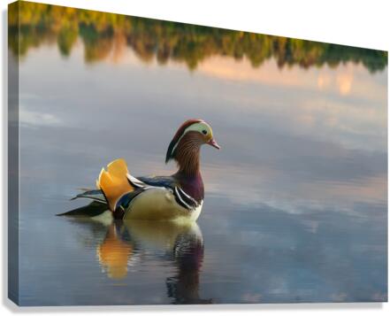 Mandarin duck floats on Ellesmere Mere to a clear reflection of   Canvas Print