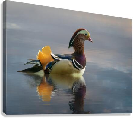Mandarin duck floats on Ellesmere Mere to a clear reflection of   Canvas Print