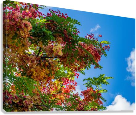 Gorgeous rainbow shower tree blossoms against blue sky Canvas Print