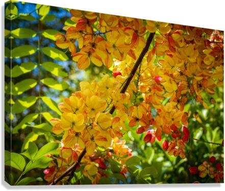 Gorgeous rainbow shower tree blossoms in Hawaii  Impression sur toile