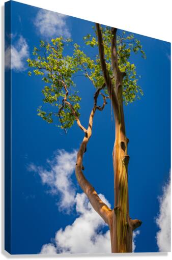 Branches of rainbow eucalyptus trees in Keahua Arboretum  Canvas Print