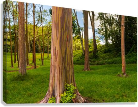 Group of rainbow eucalyptus trees in Keahua Arboretum  Impression sur toile