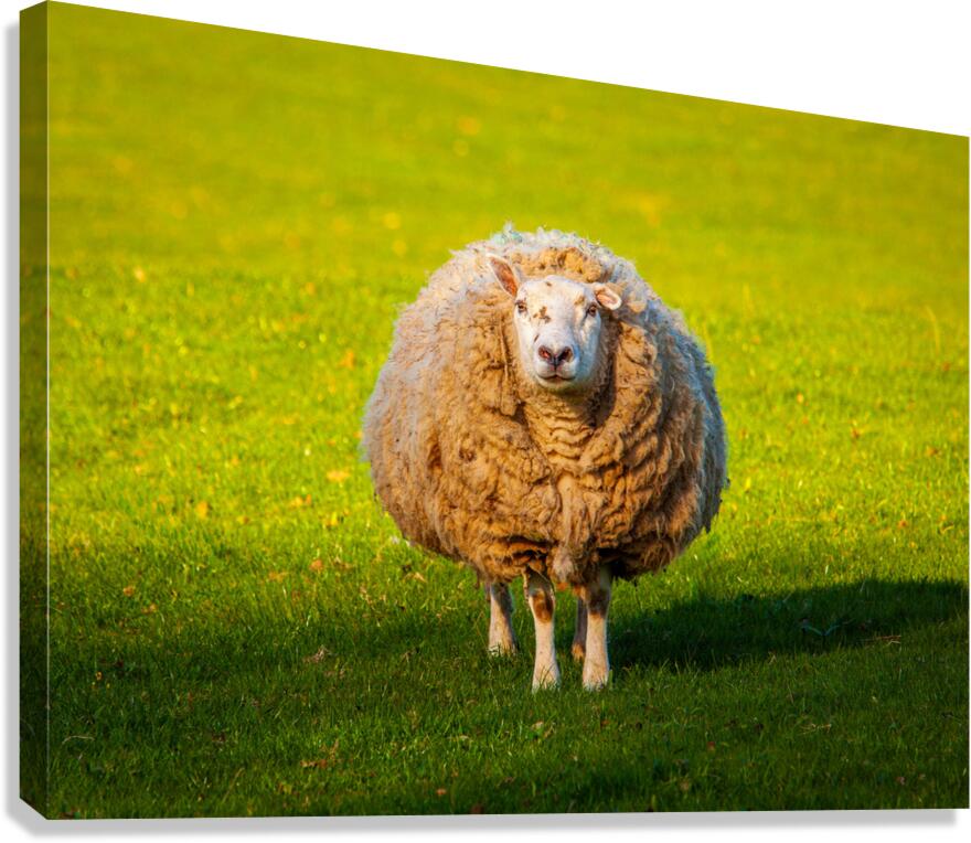 Large round sheep in meadow in Wales staring at camera  Canvas Print