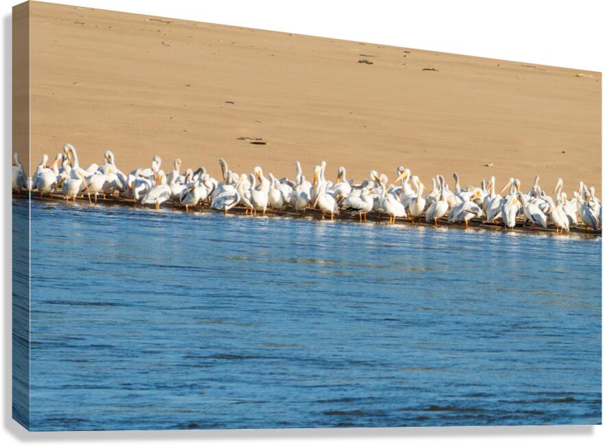 Flock of American white pelicans grouped on sandbank of Mississi  Canvas Print