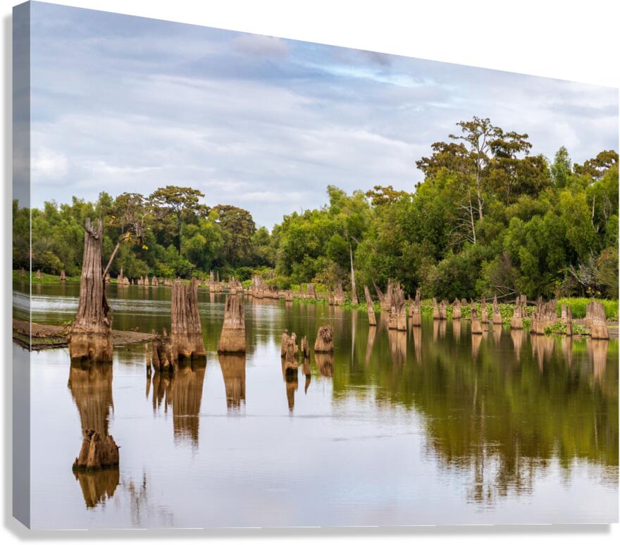 Stumps of bald cypress trees rise out of water in Atchafalaya ba Canvas Print