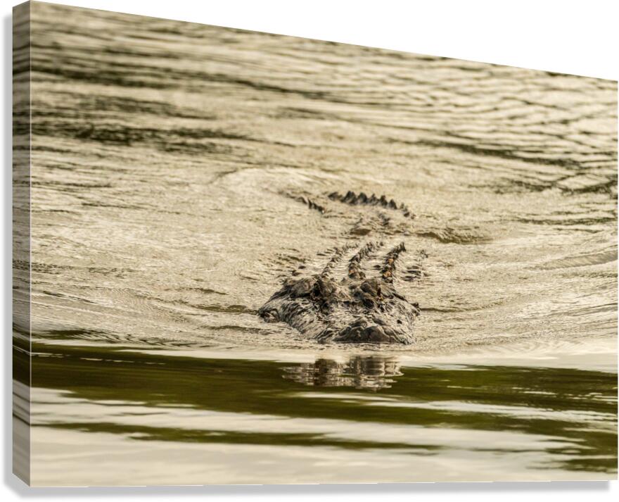 American alligator approaching across calm waters of Atchafalaya  Canvas Print