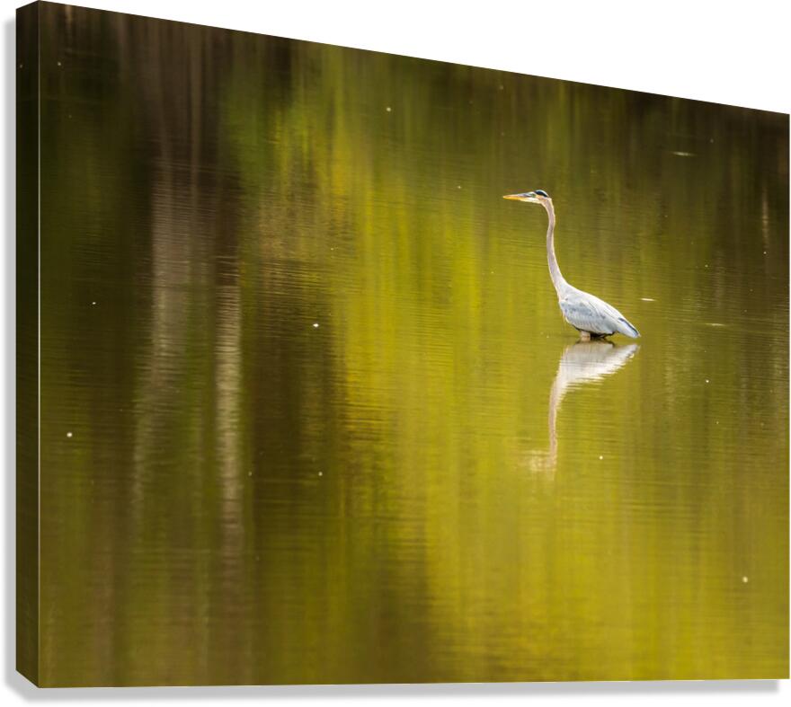Great blue heron standing in calm water in Atchafalaya basin  Impression sur toile