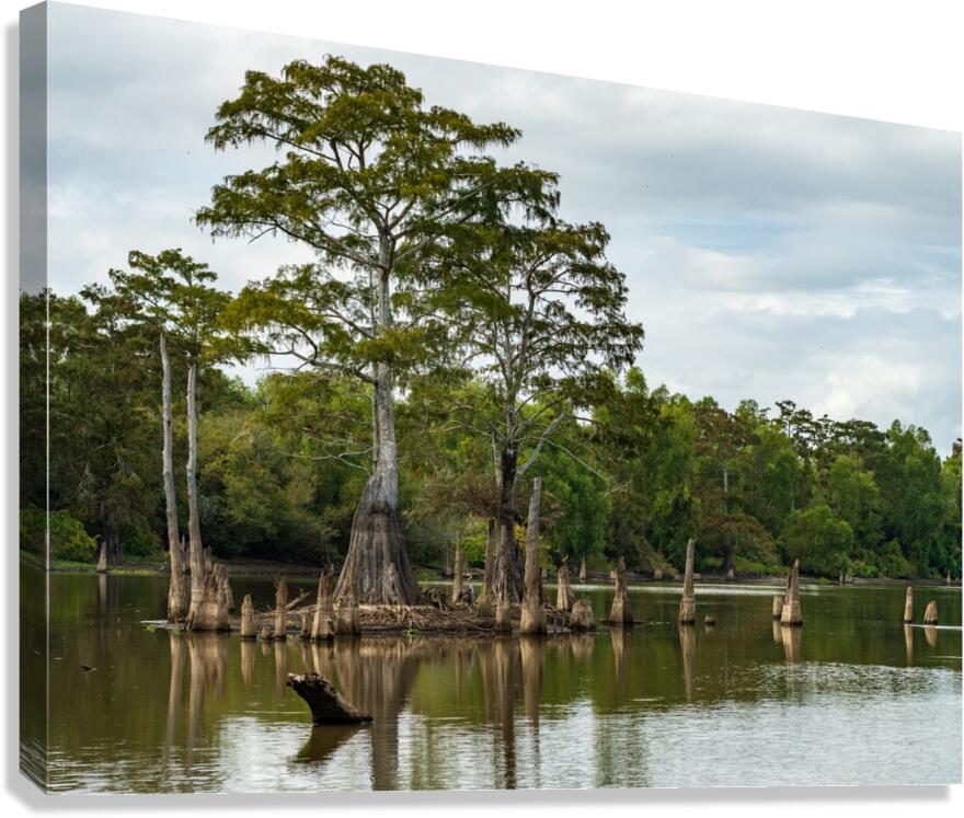 Large bald cypress trees rise out of water in Atchafalaya basin Canvas Print