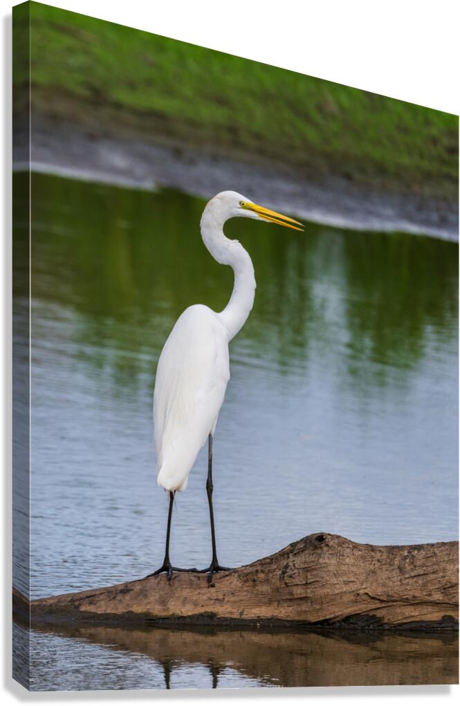 Great Egret on the stumps of bald cypress trees in Atchafalaya b  Canvas Print