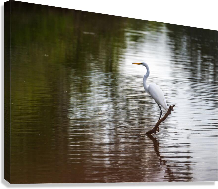 Great Egret on the stumps of bald cypress trees in Atchafalaya b  Canvas Print