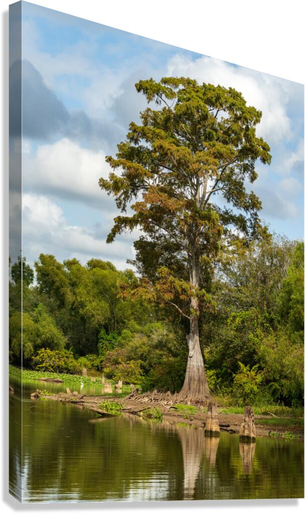 Large bald cypress trees rise out of water in Atchafalaya basin  Canvas Print