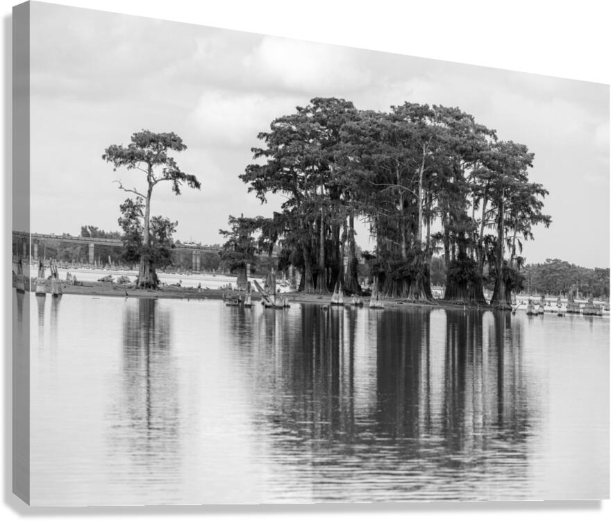 Stand of bald cypress trees rise out of water in Atchafalaya bas  Impression sur toile