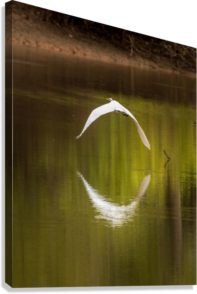 Great Egret flying in perfect circle in Atchafalaya basin  Impression sur toile