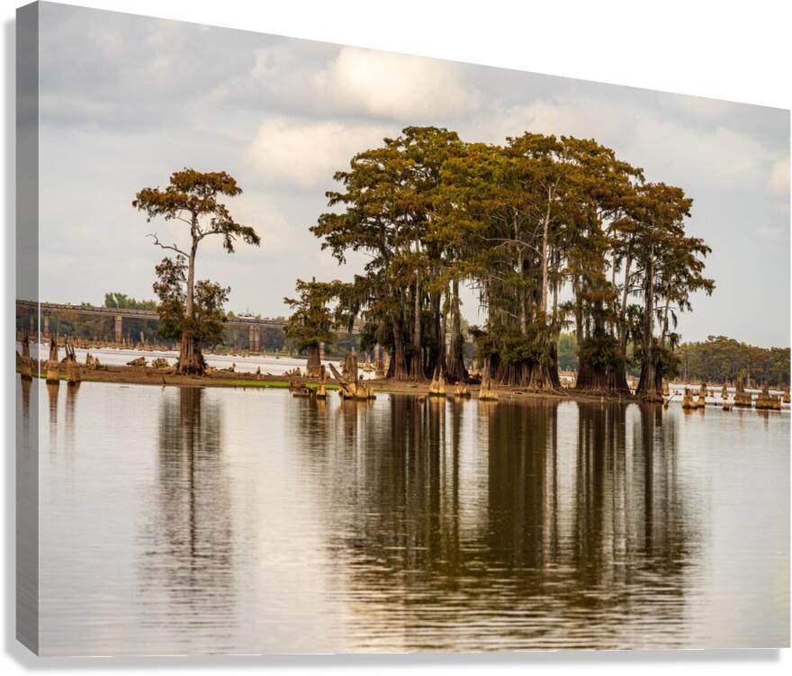 Stand of bald cypress trees rise out of water in Atchafalaya bas Canvas Print