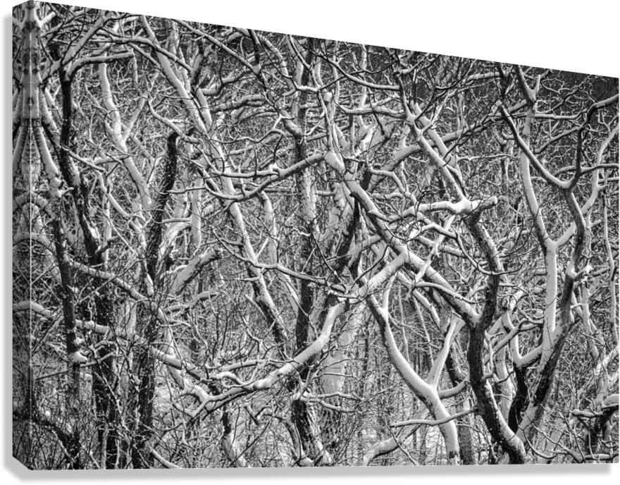 Twisted intertwined snow covered tree trunks at Coopers Rock  Canvas Print