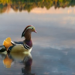 Mandarin duck floats on Ellesmere Mere to a clear reflection of 