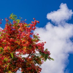 Gorgeous rainbow shower tree blossoms against blue sky
