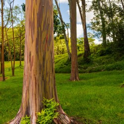 Group of rainbow eucalyptus trees in Keahua Arboretum