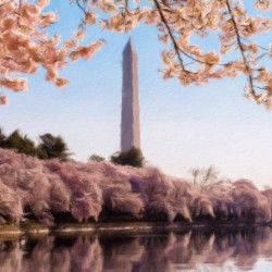 Digital art of the Washington Monument towering above blossoms
