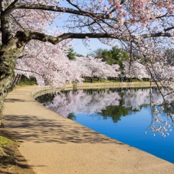 Pathway around the tidal basin during Cherry Blossom Festival